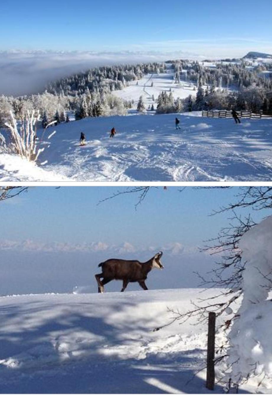 Apartament Le Chamois Mont D'Or Métabief Zewnętrze zdjęcie